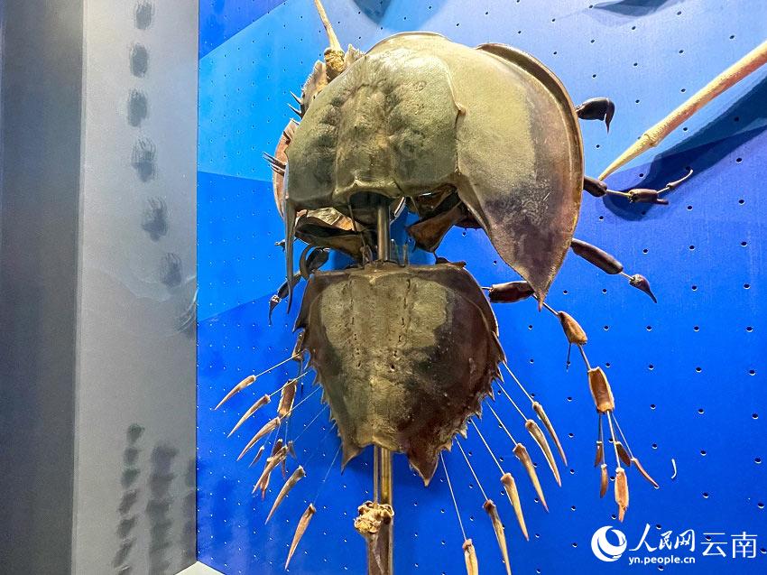 魚化石 ニフテウス 化石】江漢魚 ニフテウス【第三紀】 化石 魚化石