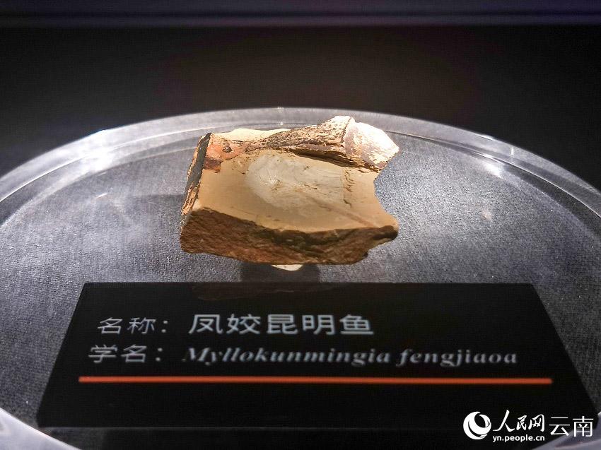 人类祖先？这个博物馆的鱼化石不简单