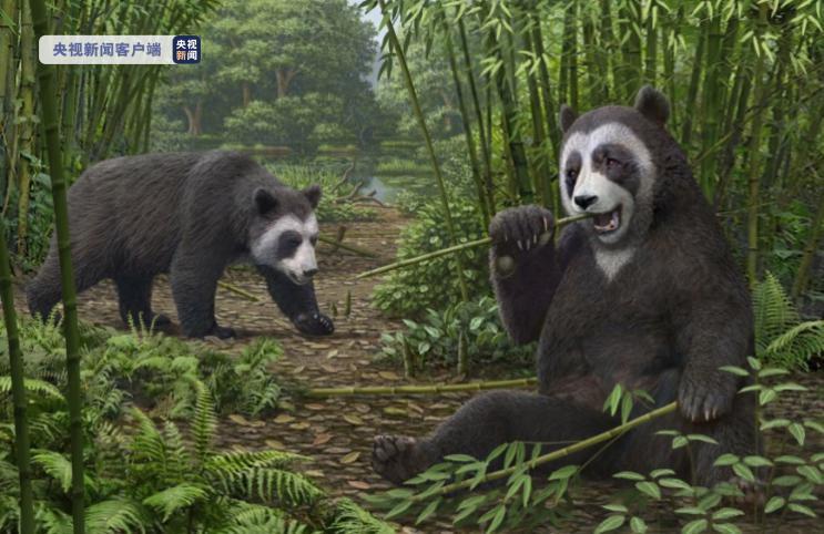 云南昭通水塘坝始熊猫生态复原右侧个体显示伪拇指抓握功能，左侧个体显示步行姿态