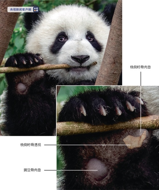 大熊猫抓握和咀嚼竹子