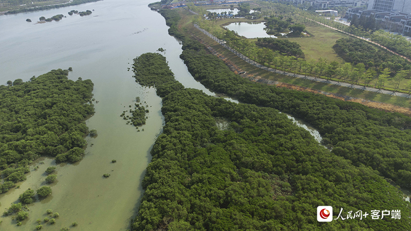 金海湾红树林生态保护区。何善权摄 金海湾红树林生态保护区。何善权摄