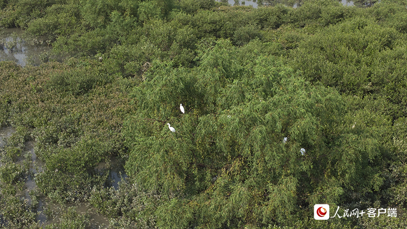 金海湾红树林生态保护区中的白鹭。何善权摄 金海湾红树林生态保护区中的白鹭。何善权摄