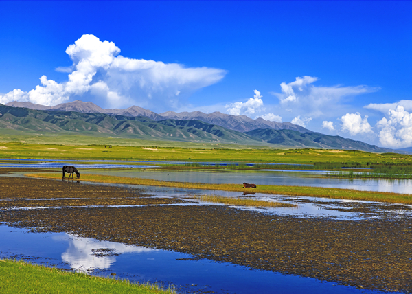 湖东湿地。青海湖景区保护利用管理局供图