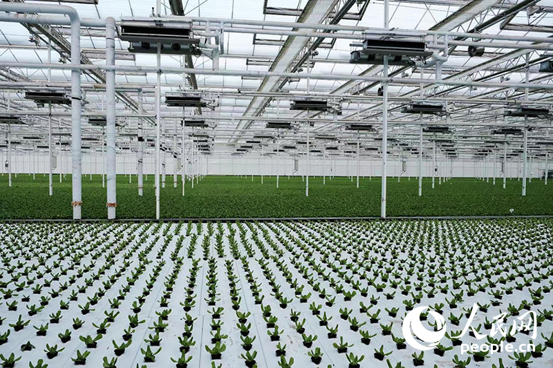 杨凌示范区智慧农业示范园区蔬菜种植基地。人民网记者吴超摄