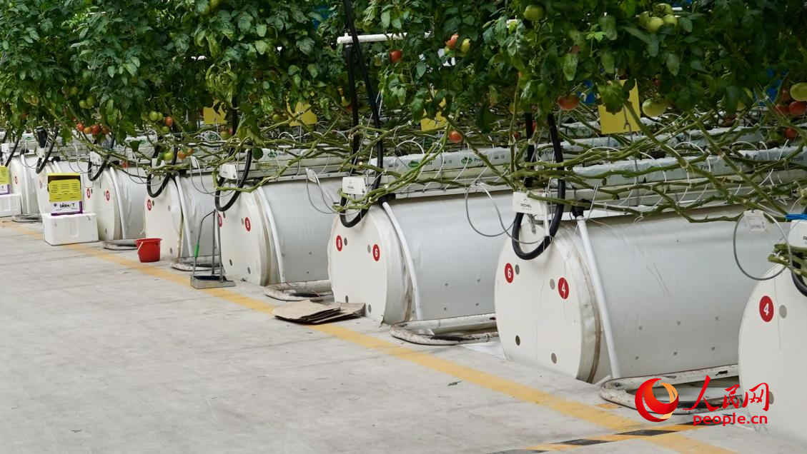 這里的番茄種植不用土，而是椰糠基質(zhì)。人民網(wǎng) 李龍攝