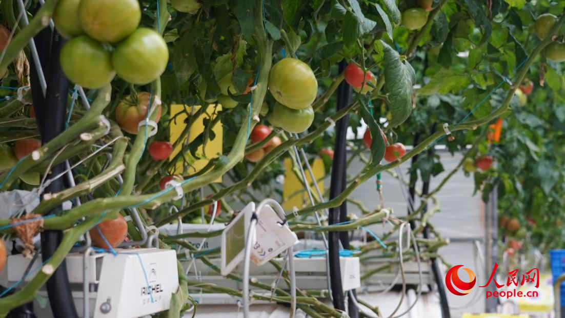 大棚溫度、濕度等都是智能可控。人民網(wǎng) 李龍攝