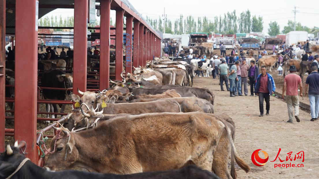 黃公巴扎的活畜交易區(qū)人來人往。人民網(wǎng) 李龍攝