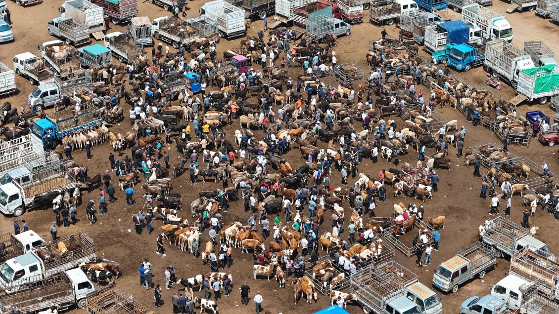 航拍黃公巴扎的活畜交易現(xiàn)場。張進(jìn)剛攝