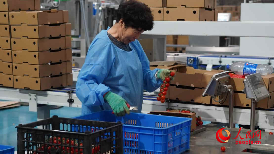 工人正在對番茄進行稱重。人民網(wǎng) 李龍攝