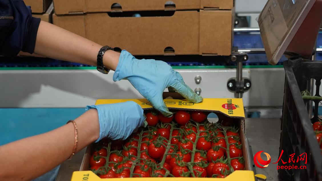 工人正在將番茄裝箱。人民網(wǎng) 李龍攝