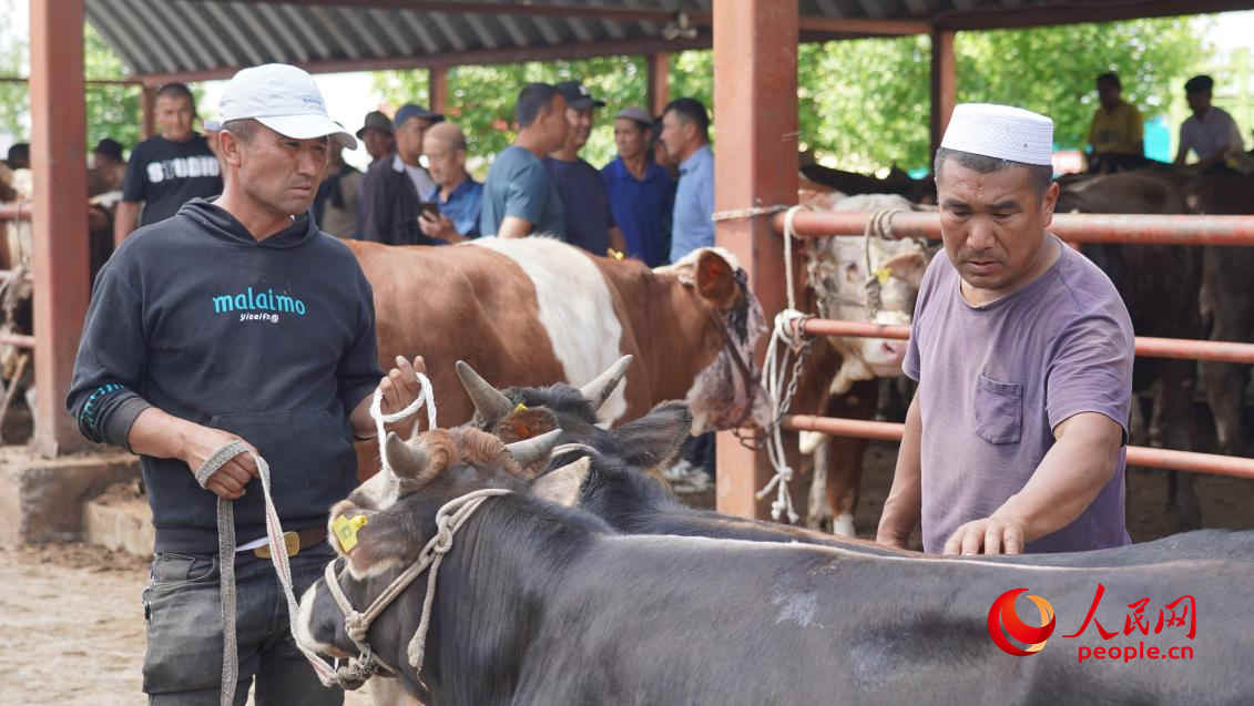 買家正在挑選自己心儀的牛。人民網(wǎng) 李龍攝