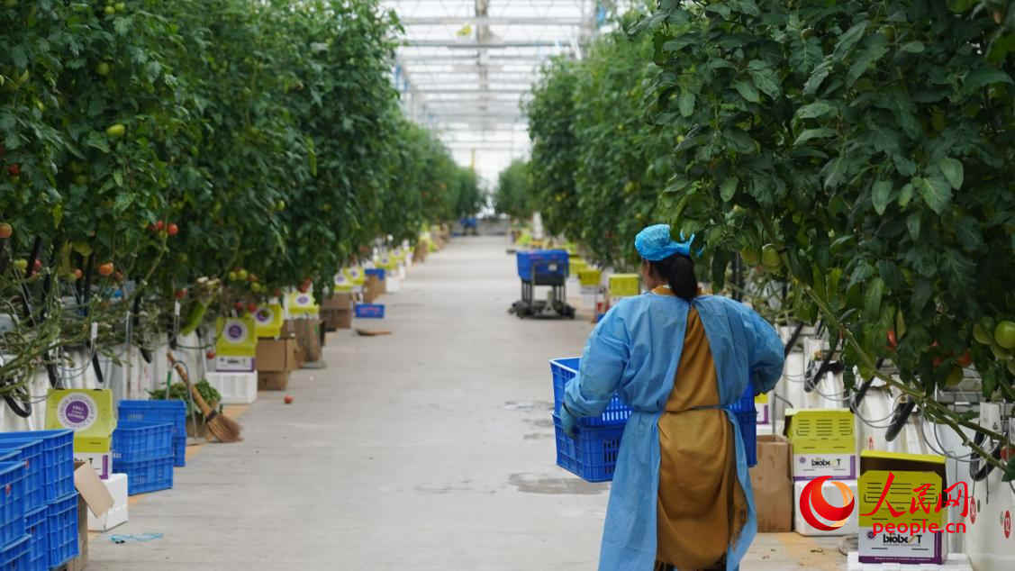 一行行番茄排列整齊，葉面碩大鮮綠，果實晶瑩剔透，工人們穿梭其中忙著采摘。人民網(wǎng) 李龍攝