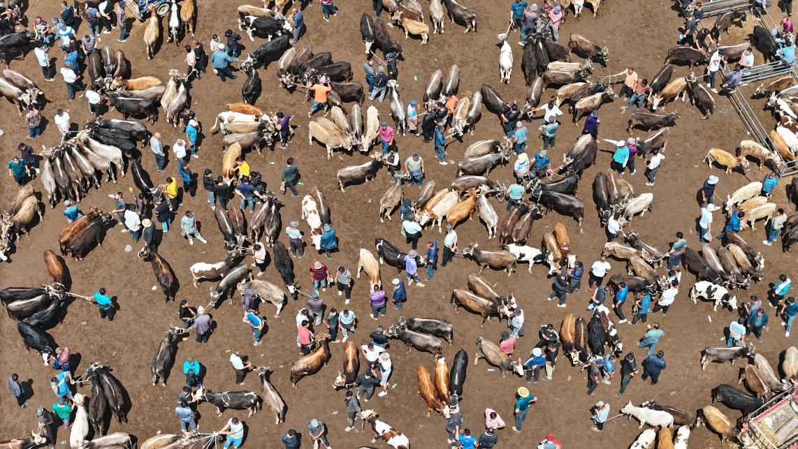 航拍黃公巴扎的活畜交易現(xiàn)場。張進(jìn)剛攝