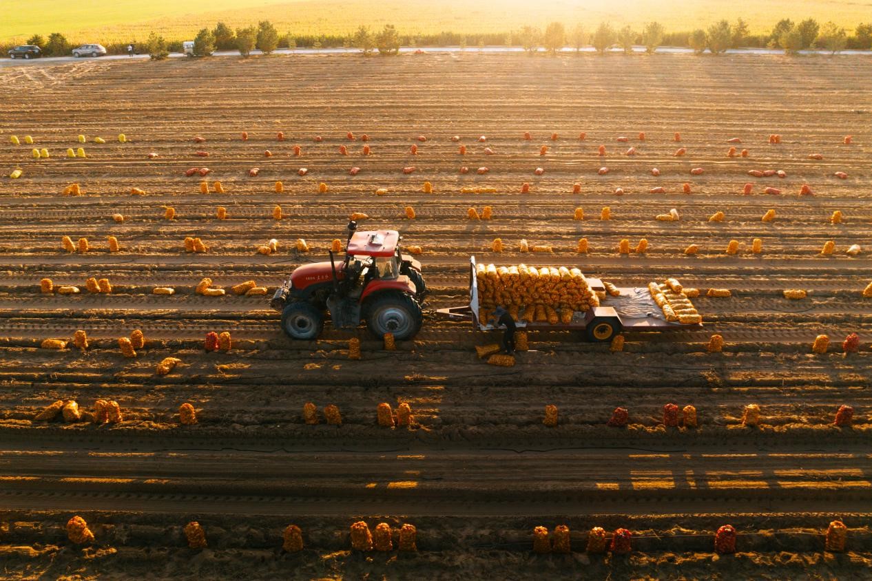 陕西大地种业（集团）有限公司第二农场种植的土豆迎来丰收。陈柏全摄