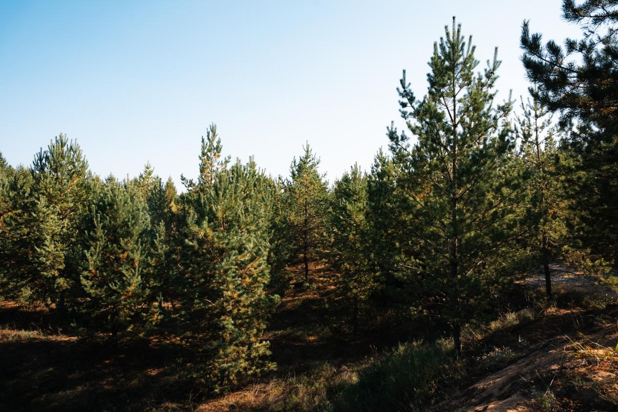 榆林市榆阳区小纪汗镇10万亩樟子松基地。陈柏全摄