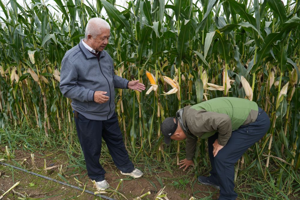 杨生明(左)和农户探讨玉米种植技术。新华社记者唐紫宸摄 杨生明(左)和农户探讨玉米种植技术。新华社记者唐紫宸摄
