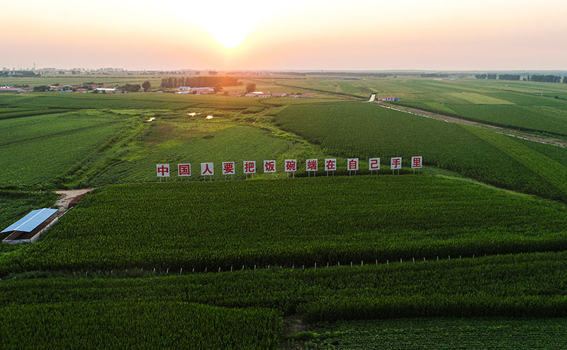 2020年7月23日拍摄的吉林省梨树县国家百万亩绿色食品原料(玉米)标准化生产基地核心示范区(无人机照片)。新华社记者 许畅 摄 2020年7月23日拍摄的吉林省梨树县国家百万亩绿色食品原料(玉米)标准化生产基地核心示范区(无人机照片)。新华社记者 许畅 摄