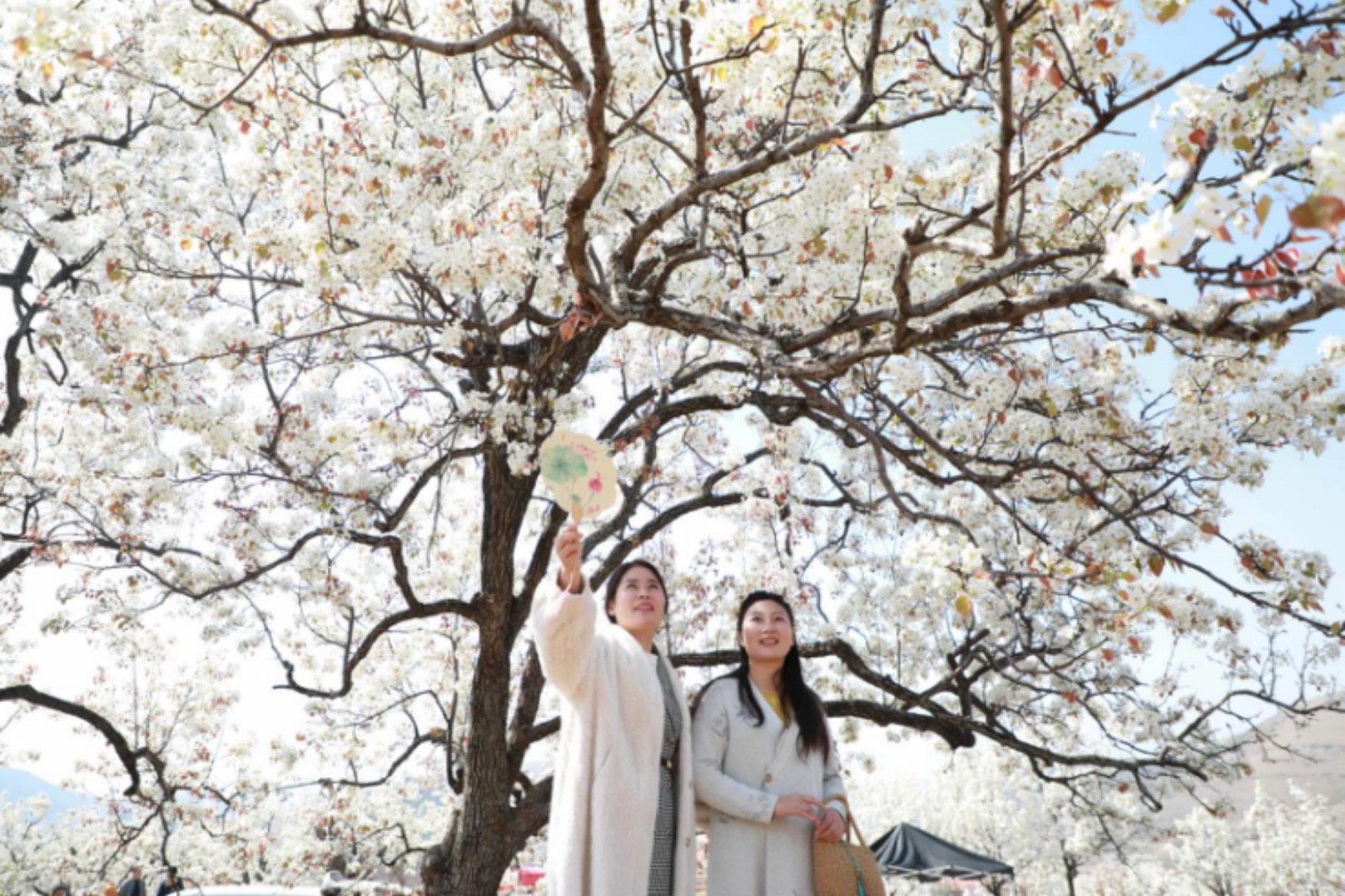 2025年4月1日，在山東省臨沂市沂南縣馬牧池鄉(xiāng)西寺堡村的百年梨園內(nèi)，游客正在觀賞梨花。