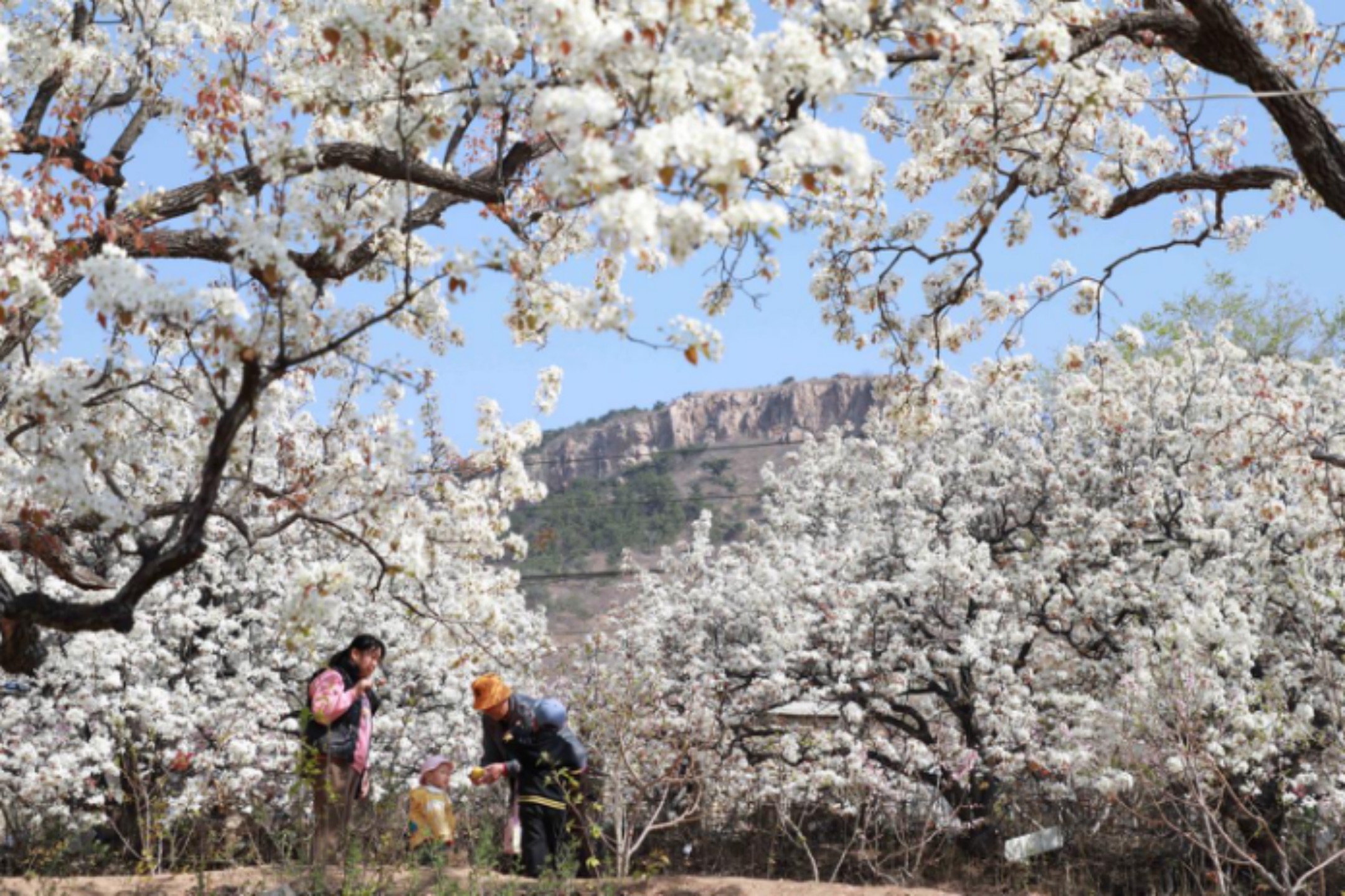 2025年4月1日，一家人在山東省臨沂市沂南縣馬牧池鄉(xiāng)西寺堡村的百年梨園內(nèi)玩耍。