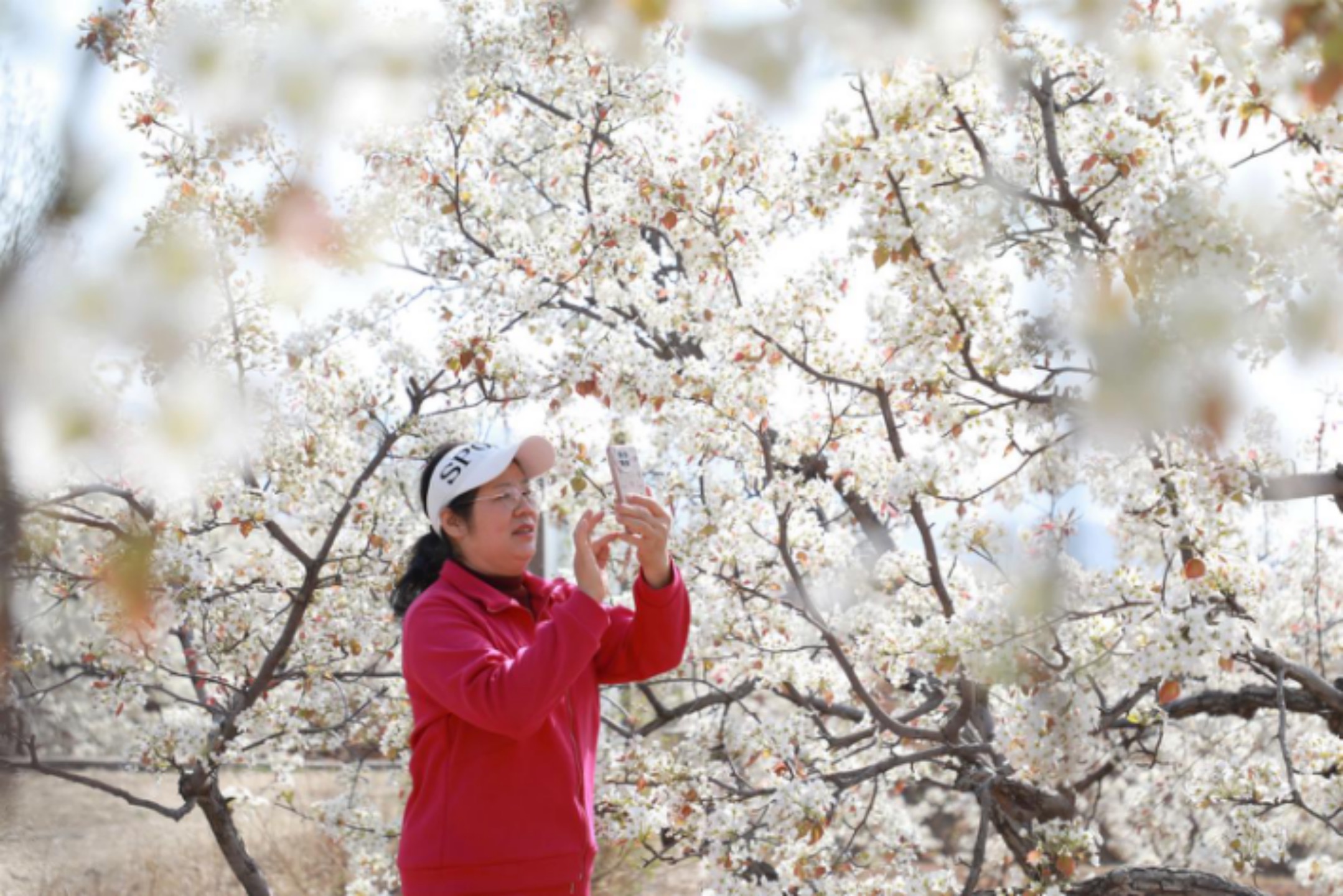 2025年4月1日，在山東省臨沂市沂南縣馬牧池鄉(xiāng)西寺堡村的百年梨園內(nèi)，游客正在拍攝梨花。