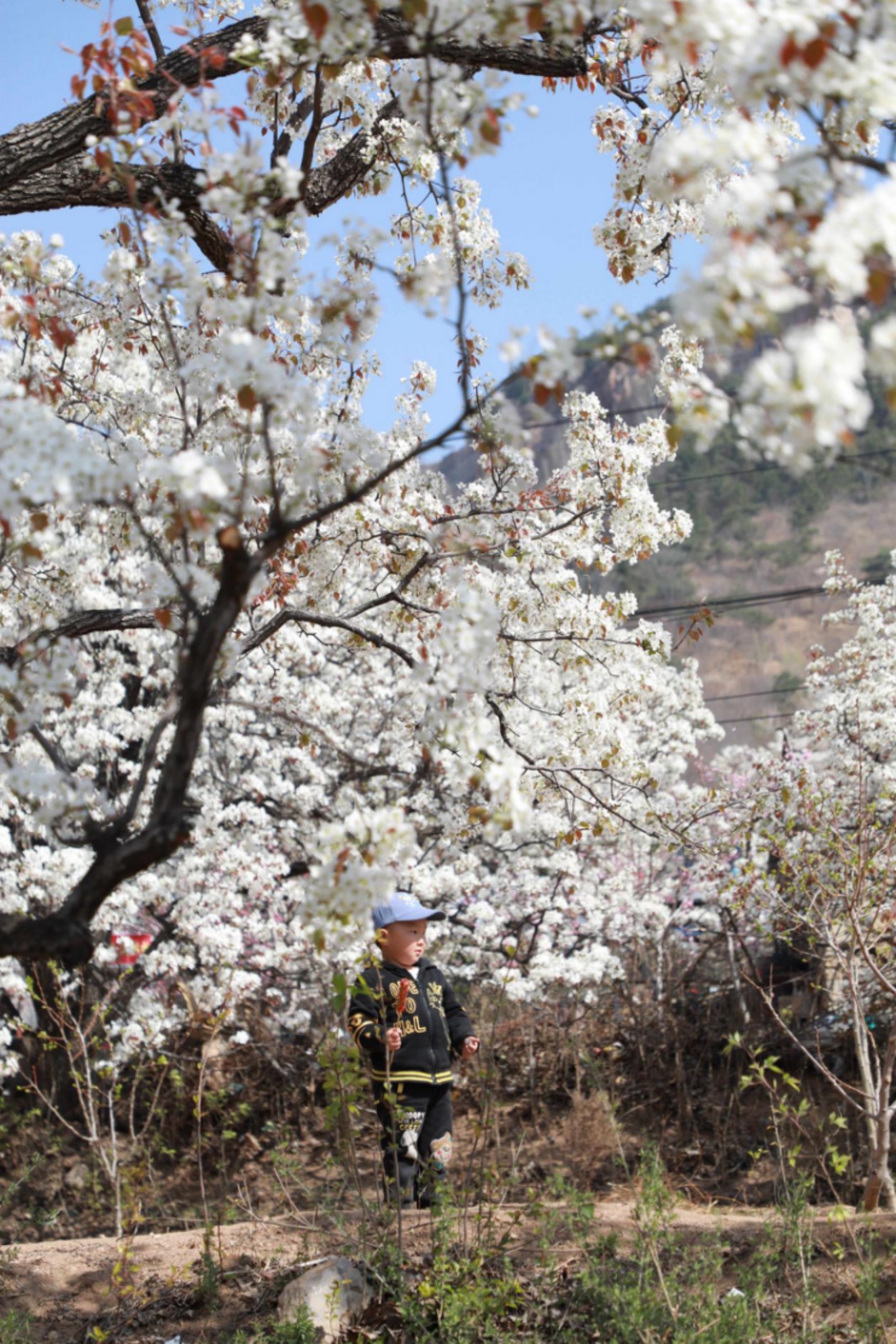 2025年4月1日，在山東省臨沂市沂南縣馬牧池鄉(xiāng)西寺堡村的百年梨園內(nèi)，小朋友正在玩耍。