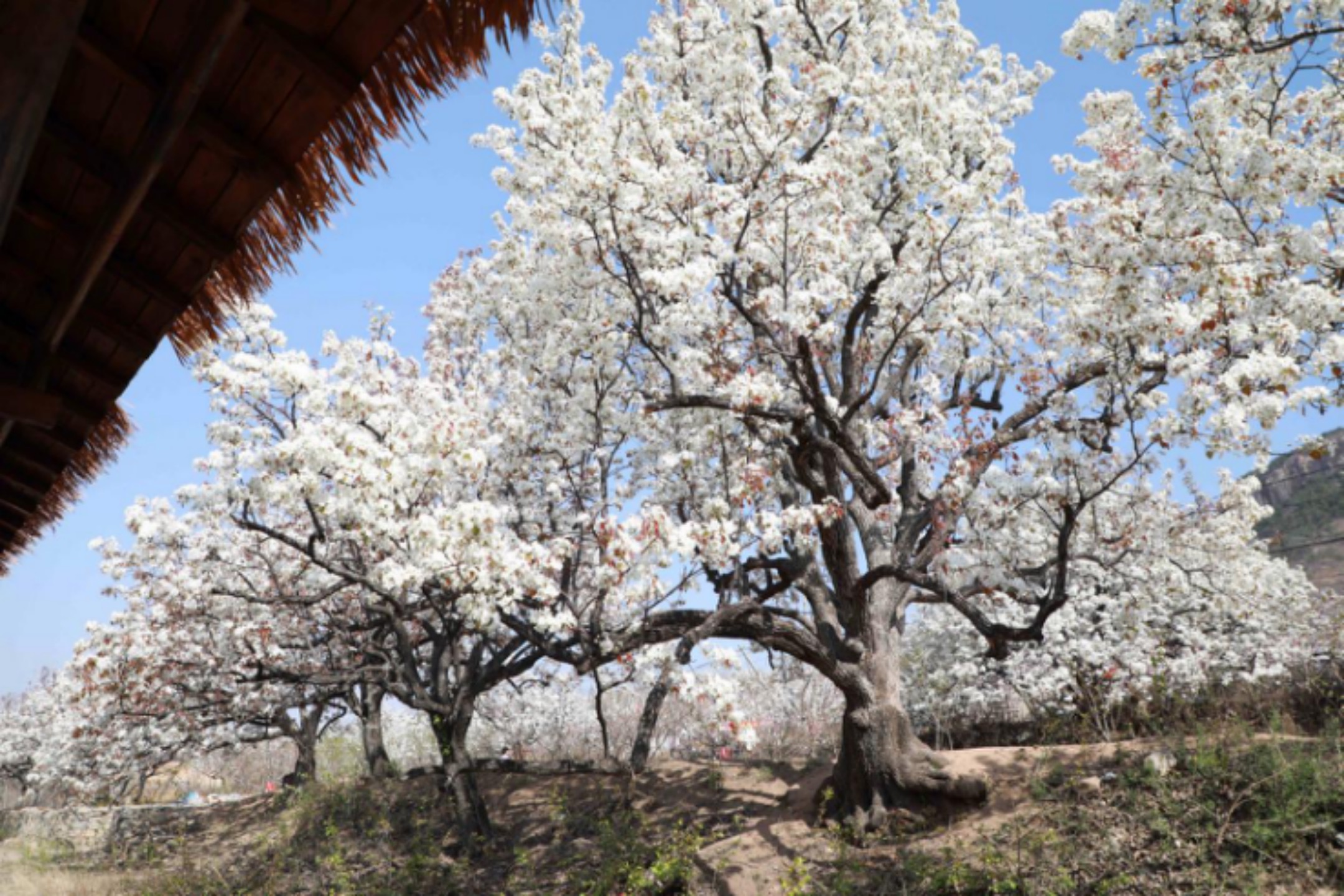 2025年4月1日，在山東省臨沂市沂南縣馬牧池鄉(xiāng)西寺堡村的百年梨園內(nèi)拍攝的梨花。