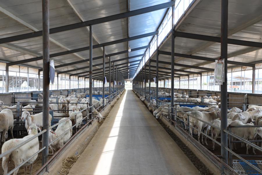 甘肃羊如祥农业有限公司良种肉羊繁育场。人民网记者 邵兰摄 甘肃羊如祥农业有限公司良种肉羊繁育场。人民网记者 邵兰摄