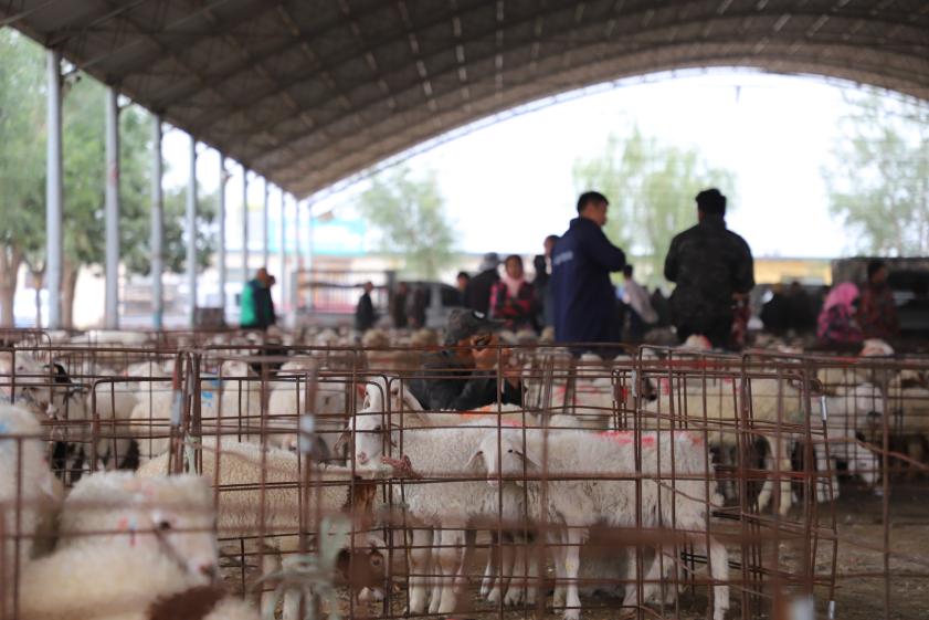 古浪牛羊交易市场。人民网记者 邵兰摄 古浪牛羊交易市场。人民网记者 邵兰摄
