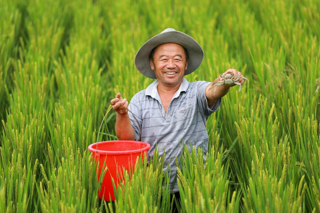 蓑衣樊村水稻、螃蟹雙豐收時(shí)，村民在捕捉稻田蟹。朱笑攝