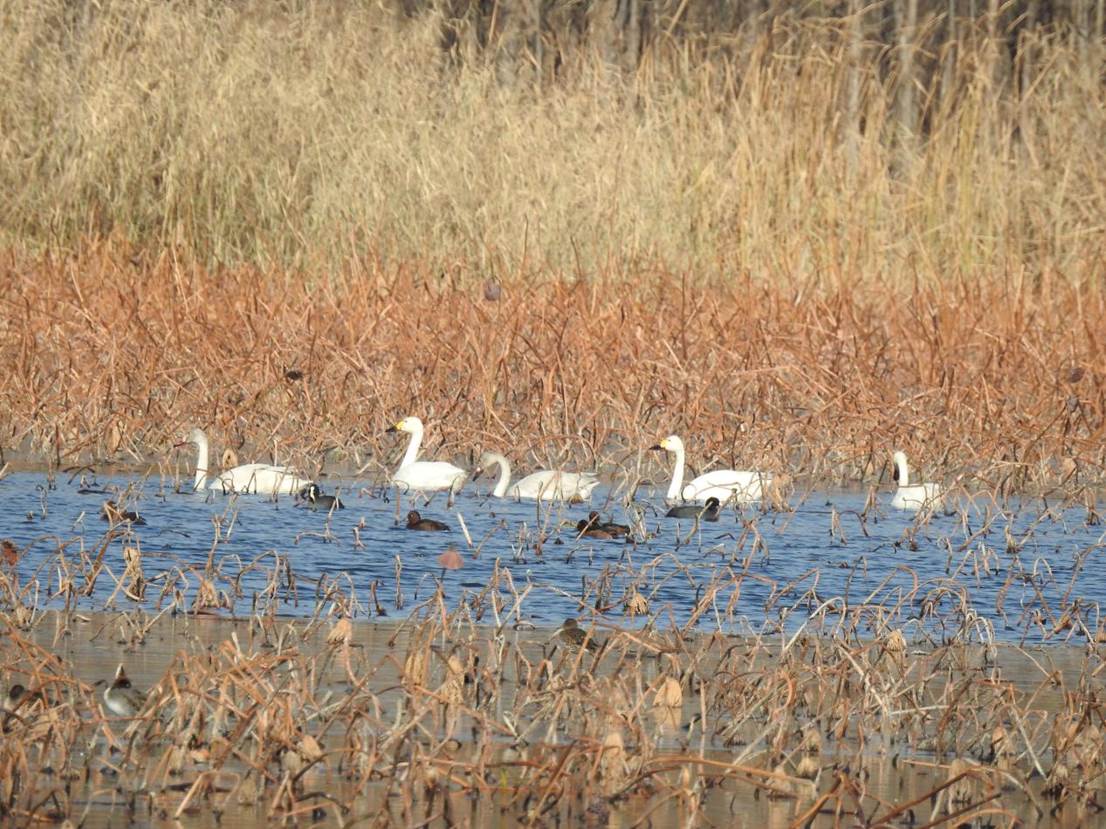 天鵝在此棲息。孟慶吉攝