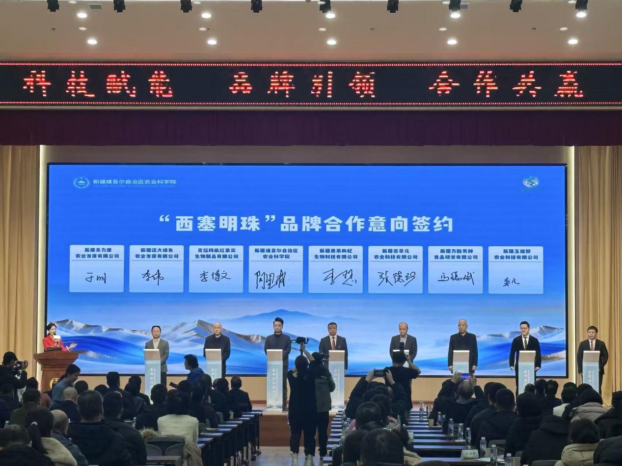 自治区农科院“西塞明珠”品牌合作意向签约现场。依帕尔古丽摄