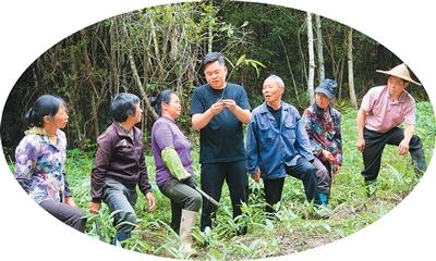 福建省将乐县常口村黄精种植基地内，技术员指导农户种植黄精。董观生摄