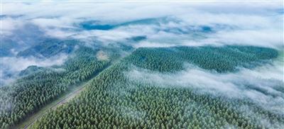 河北塞罕坝国家级自然保护区云海美景。刘满仓摄（人民图片）