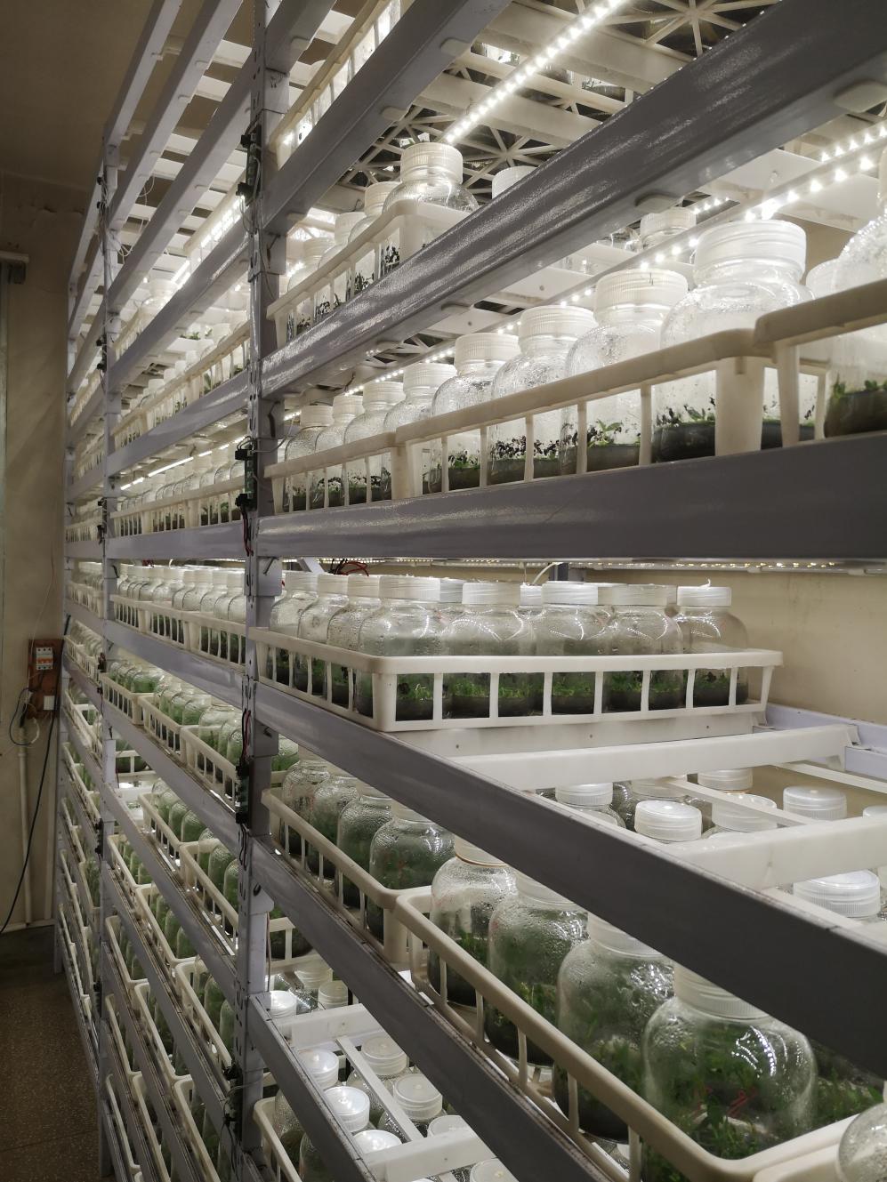 (喻思南/摄)培育"植物大熊猫"兜兰,促进野外种群恢复在一间兰花培养室