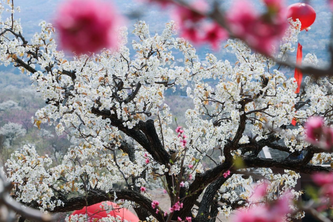 平邑赏花奏响文旅新业态